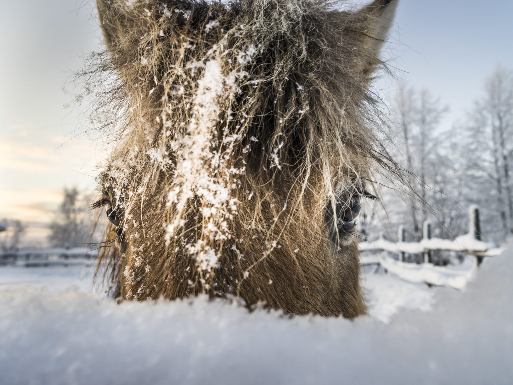 Finnisch-Lappland im Winter